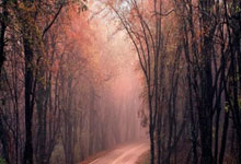 关于王曼昱刷新里程碑，利雅得新月八强战力克洛杉矶快船，晋级概率达70％的信息